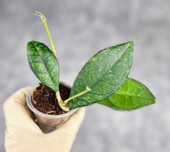 Hoya Clemensiorum Sarawak #002