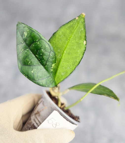 Hoya Clemensiorum Sarawak #002