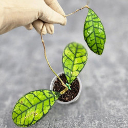 Hoya Calistophylla Sp Tabalong 