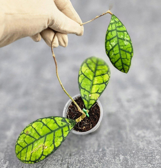 Hoya Calistophylla Sp Tabalong 