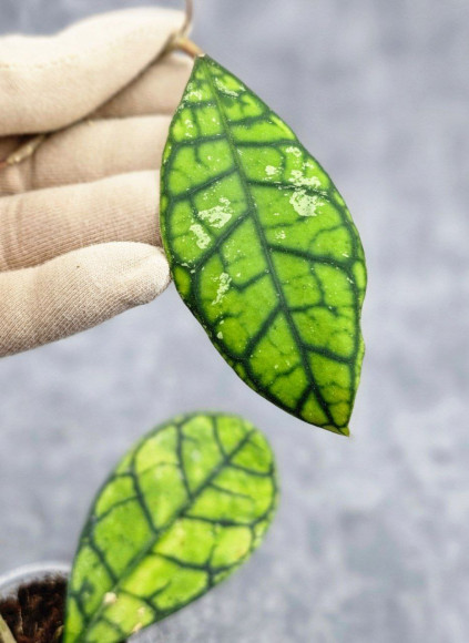 Hoya Calistophylla Sp Tabalong Hoya Calistophylla Sp Tabalong