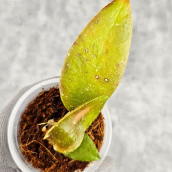 Hoya Caudata Aceh Red Leaf   