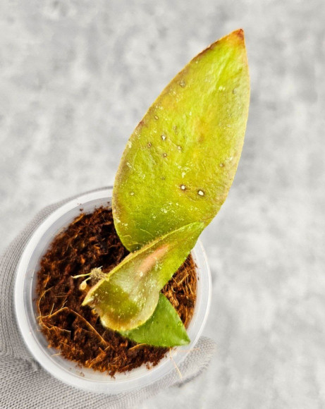 Hoya Caudata Aceh Red Leaf Hoya Caudata Aceh Red Leaf