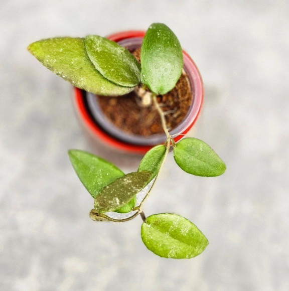 Hoya Caudata Aceh High Splash Hoya Caudata Aceh High Splash