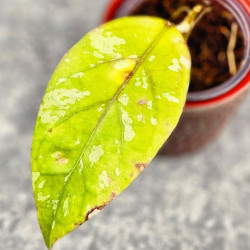 Hoya Sp Aceh Air Suri   