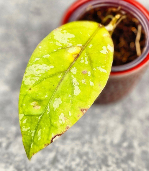 Hoya Sp Aceh Air Suri   