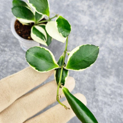 Hoya Incurvula Palta 