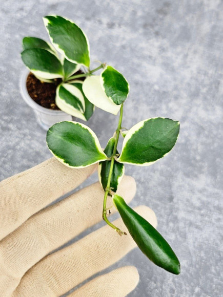 Hoya Incurvula Palta Hoya Incurvula Palta