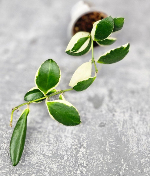 Hoya Incurvula Palta Hoya Incurvula Palta