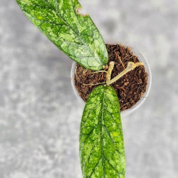 Hoya Sp. Tanggamus High Splash