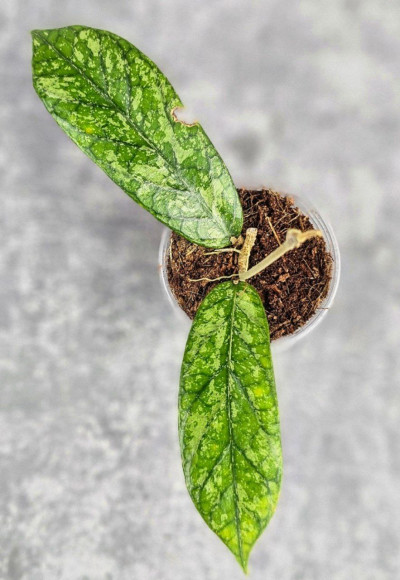Hoya Sp. Tanggamus High Splash Hoya Sp. Tanggamus High Splash