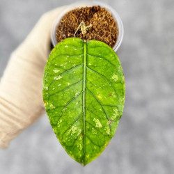 Hoya Sp.Aceh No Id  01