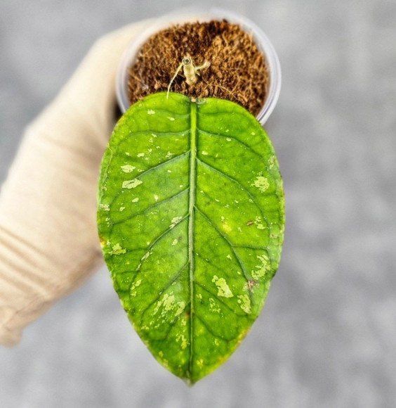 Hoya Sp.Aceh No Id 01 Hoya Sp.Aceh No Id 01