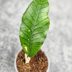 Hoya Sp. Aceh Badak Uken