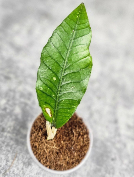 Hoya Sp. Aceh Badak Uken