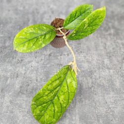 Hoya Meredithii High Splash  