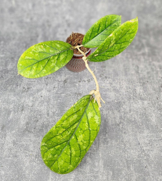 Hoya Meredithii High Splash  