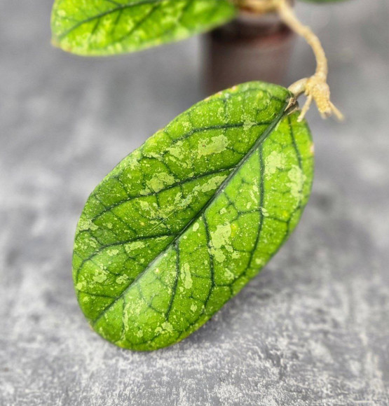 Hoya Meredithii High Splash  