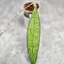 Hoya Clemensiorum Aceh ar #168