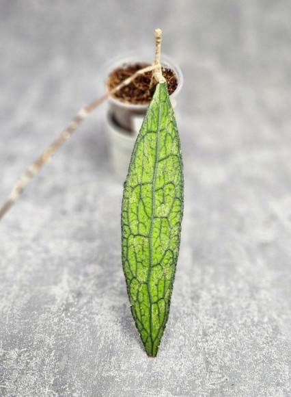 Hoya Clemensiorum Aceh ar #168