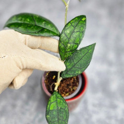 Hoya Clemensiorum Sarawak #002 