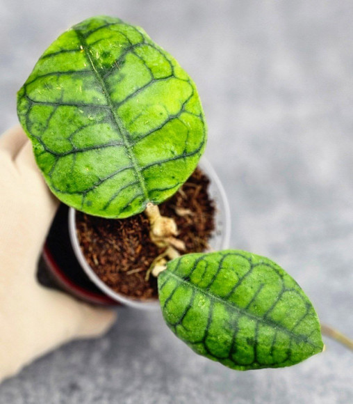 Hoya Calistophylla Black Splash 