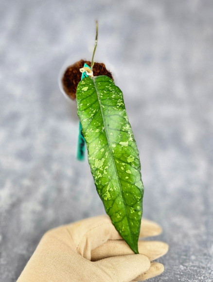 Hoya Sp Aceh Opop Hoya Sp Aceh Opop