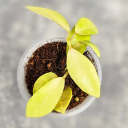 Hoya Lacunosa Lime