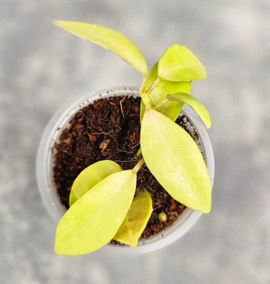 Hoya Lacunosa Lime