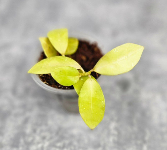 Hoya Lacunosa Lime