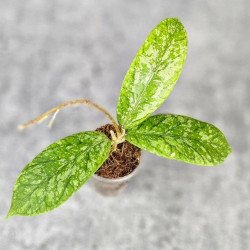 Hoya Sp. Tanggamus High Splash