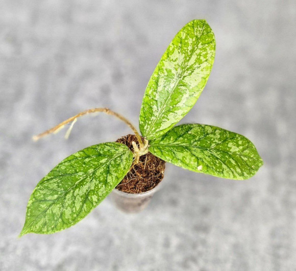 Hoya Sp. Tanggamus High Splash Hoya Sp. Tanggamus High Splash
