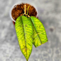 Hoya Sp.Aceh No Id 02