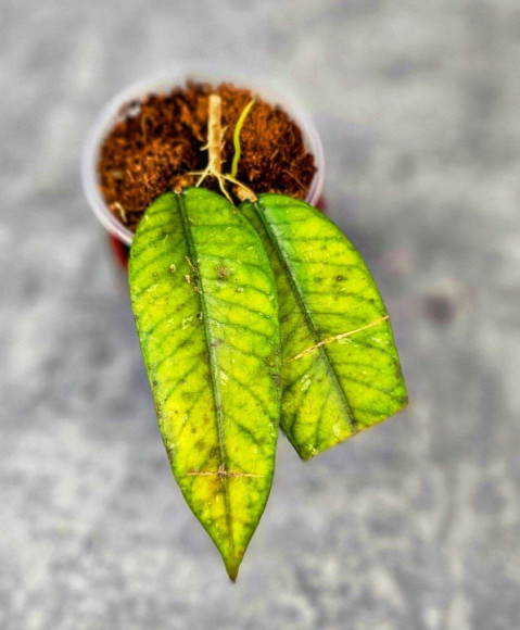Hoya Sp.Aceh No Id 02 Hoya Sp.Aceh No Id 02