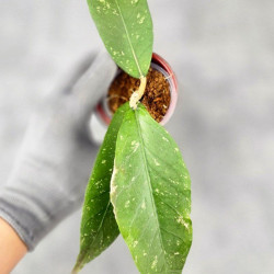 Hoya Sp. Aceh Tukik Pink Splash