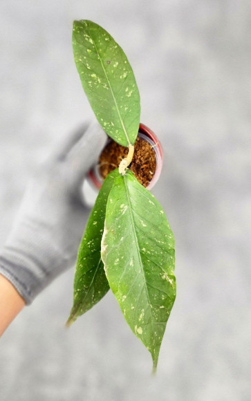 Hoya Sp. Aceh Tukik Pink Splash Hoya Sp. Aceh Tukik Pink Splash
