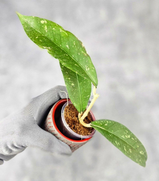 Hoya Sp. Aceh Tukik Pink Splash Hoya Sp. Aceh Tukik Pink Splash