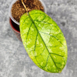 Hoya Meredithii High Splash  