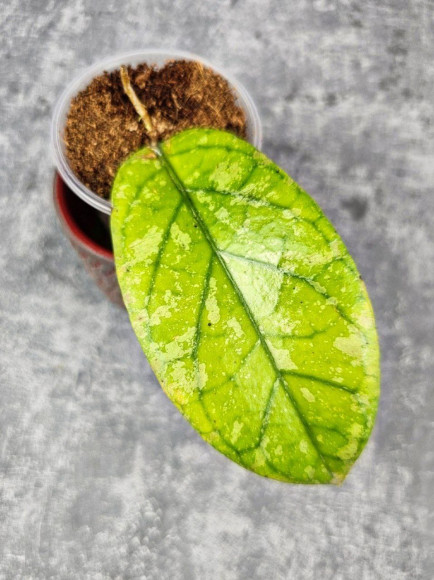 Hoya Meredithii High Splash  