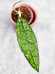 Hoya Clemensiorum Aceh #009                      