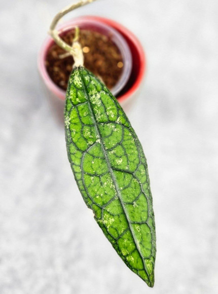 Hoya Clemensiorum Aceh #009                      