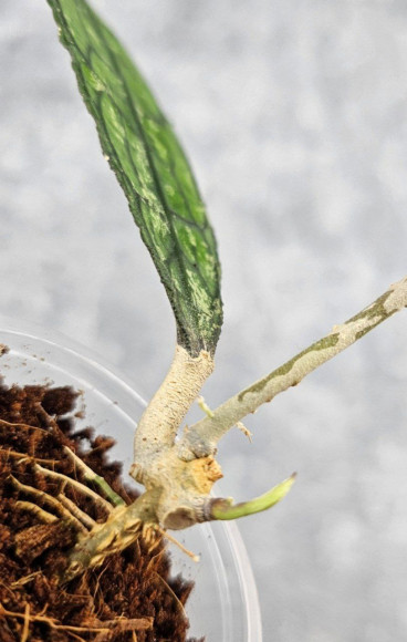 Hoya Clemensiorum Aceh #009                      