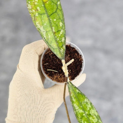 Hoya Clemensiorum Aceh Super Splash           