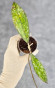 Hoya Clemensiorum Aceh Super Splash           