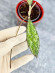 Hoya Clemensiorum Aceh Super Splash           