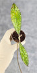 Hoya Clemensiorum Aceh Super Splash           