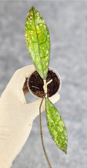 Hoya Clemensiorum Aceh Super Splash Hoya Clemensiorum Aceh Super Splash