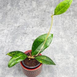 Hoya Clemensiorum Sarawak #002  