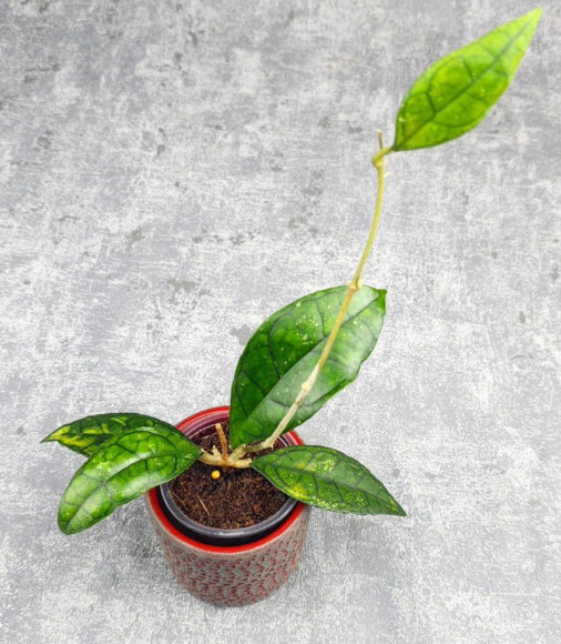 Hoya Clemensiorum Sarawak #002  