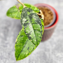 Hoya Calistophylla Black Splash  